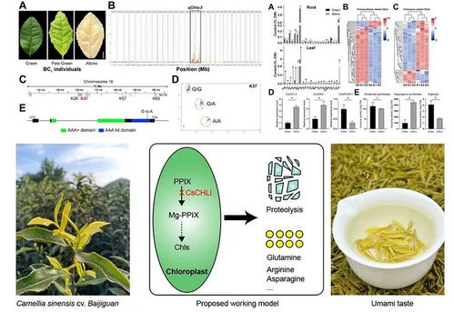 茶樹葉色白化的遺傳機制解析取得新進展